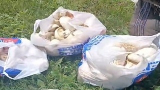 Erzurumda sağanak yağışların ardından mantar bereketi: 45 dakikada poşetler doldu
