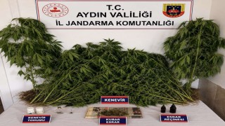 Ev ve bahçesinde kenevir yetiştiren şüpheli yakalandı