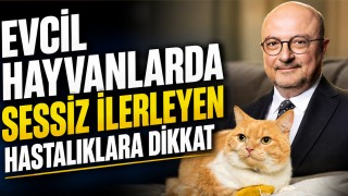 Evcil Hayvanlarda Sessiz İlerleyen Hastalıklara Dikkat