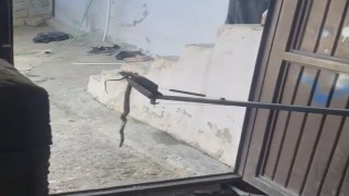 Eve giren yılan yakalanarak doğaya bırakıldı