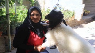 Evladını lösemiden kaybeden anne, teselliyi peşinden ayrılmayan kuzuda buldu