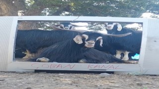 Fenomen çoban bu kez ekran başına geçen keçisine seslendirme yaptı