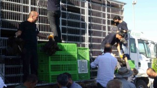 Gercüşte 107 üreticiye yüzde 75 hibeli tavuk ve yem dağıtıldı