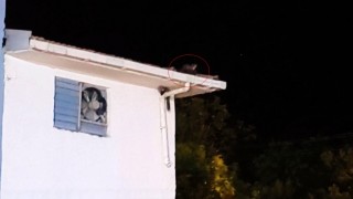 Gercüşte iki sansarın trafo üzerindeki oyunu kameraya takıldı