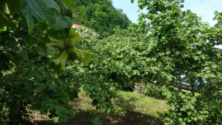 Giresunda kahverengi kokarcaya karşı samuray arıları doğaya salındı
