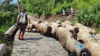 Giresunda yayla göçü başladı