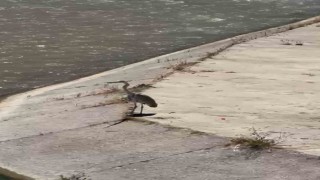 Gri balıkçıl ile martı aynı karede av bekledi