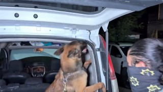 Hakkaride uyuşturucu operasyonu: 4 zehir taciri tutuklandı