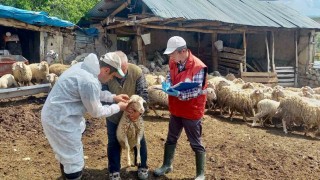Halk Elinde Küçükbaş Hayvan Islahı Projesinde doğan kuzular tespit edildi