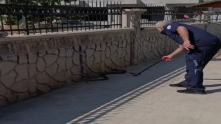 Hastane yanında görülen yılan paniğe neden oldu
