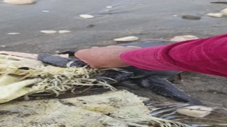 Hatayda çuvala dolanan yavru deniz kaplumbağası belediye ekiplerinin dikkatiyle kurtuldu