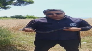 Hatayda yaşlı kadının evine giren yılanı yakalayan Yılancı Kemal ‘Sevgili karayılan insanlardan uzak dur sözleriyle doğaya saldı