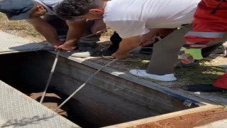 Havalandırma boşluğuna düşen eşek kurtarıldı