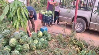 Hayırsever çiftçinin tarlası bu yıl öğrencilerin için hasat edildi