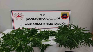 Hilvanda uyuşturucu ele geçirildi