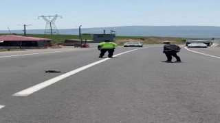 Hınısta yürekleri ısıtan görüntü: Polis memuru kaplumbağa için trafiği durdurdu