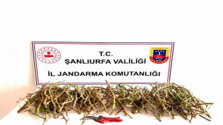 Hırsızlar bu defa fıstık dalı çaldı