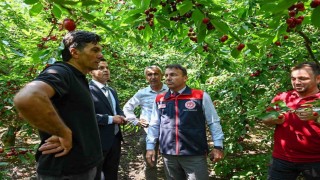 Honazda kiraz hasadı başladı