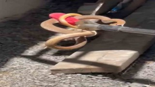 Iğdırda eve giren yılan paniğe neden oldu