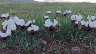 Iğdır'da kurt kulağı çiçekleri açtı