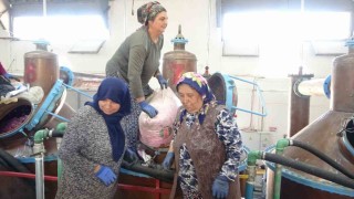Ispartanın pembe hazinesi: 4 ton gülden elde edilen yağın kilosu 12 bin avroya alıcı buluyor