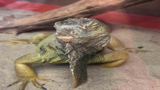 İstanbulda bir evden tarantula, yılan, akrep, iguana, Afrika dev salyangozları çıktı