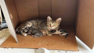 İşyerinde doğan kedi yavrularına esnaf sahip çıktı