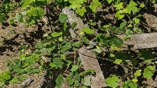 İtfaiyenin iguana mesaisi