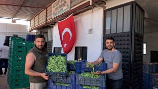 İznikte Nazende fasulyesinde ilk hasat başladı, üretici fiyatlardan memnun