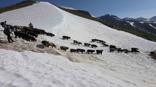 Kaçkarlarda nefes kesen mücadele: Tarihi Öküz Göçü tamamlandı
