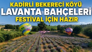 Kadirli Bekereci Köyü Lavanta Bahçeleri Festival İçin Hazır