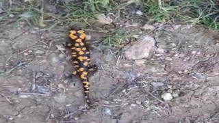 Kahramanmaraşta benekli semender görüntülendi