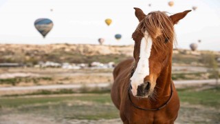 Kapadokyada ‘güzel atlar görücüye çıkacak