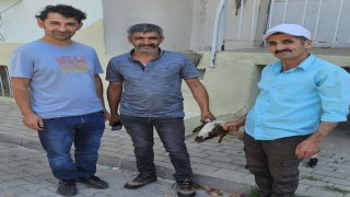 Kapılara toslayan kuzunun sahibi küpesinden bulundu