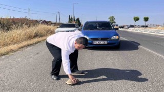 Kaplumbağayı ezilmekten kurtardı