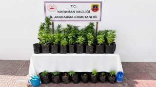 Karamanda 2 bin 802 kök kenevir ele geçirildi