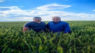 Karapınarda arpa ve buğday tarlalarında yatma problemi