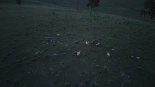 Karsta boz ayı ile köpeklerin kovalamacası dron kamerasına yansıdı