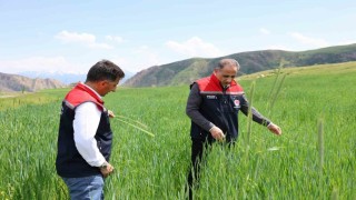 Karsta fenolojik gözlem çalışmaları sürüyor