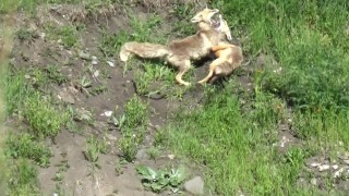 Karsta kızıl tilkilerin oyun ve güç gösterisi kamerada