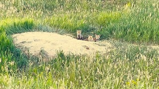 Karsta meraklı tilki yavruları kamerada