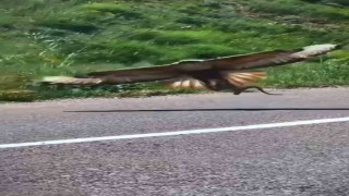 Kartalın nefes kesen yılan avı kamerada