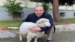 Kavak Adliyesinin sevimli maskotu: Kuzu Tertip