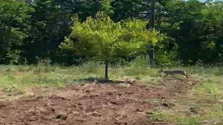 Kayısı bahçesinde traktör kullanan çiftçi kurtla burun buruna geldi