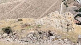 Kebanda dağ keçileri sürü halinde görüldü