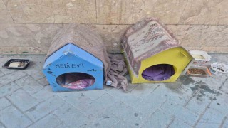 Kediler için yaptığı evler için vicdanlara seslendi, Lütfen dokunmayalım