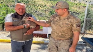 Kemaliyede bitkin halde bulunan yavru dağ keçisi koruma altına alındı