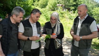 Kestane ormanlarını korumak için 5 bin samuray arısı doğaya salındı