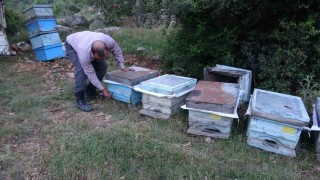 Keven ve kekik balı için yayla yolculuğu başladı