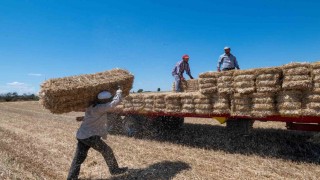 Kırklarelinde saman balyası mesaisi: Günde 500 balya taşıyorlar